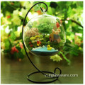 Thực vật đẹp thực sự chức năng Terrarium